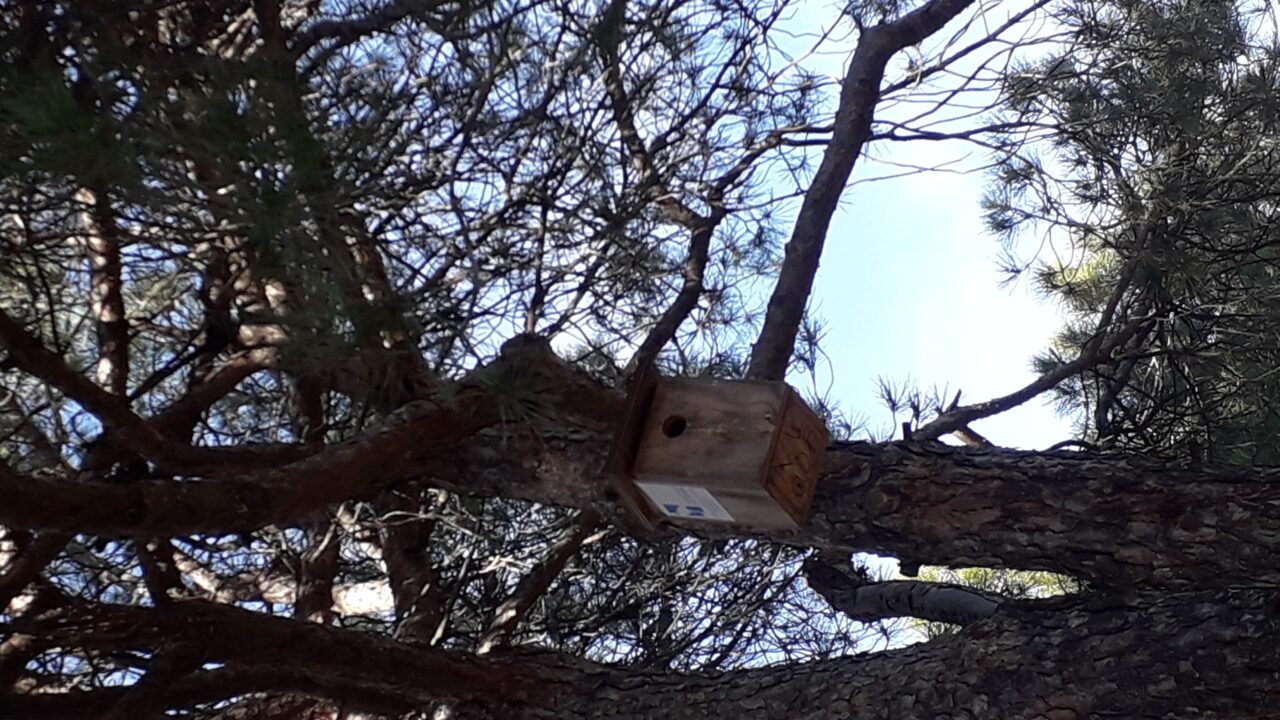 campamentos_de_verano_en_madrid_campamento-urbano-navidad-tres-olivos-madrid