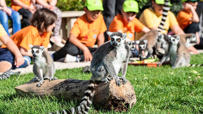 campamentos_de_verano_en_navarra_campamentos-de-verano-sendaviva-con-pernocta
