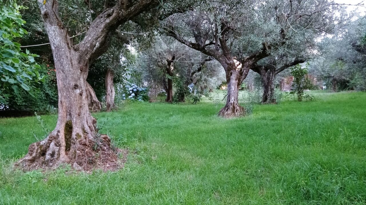 campamentos_de_verano_en_caceres_campamento-la-vera-verde