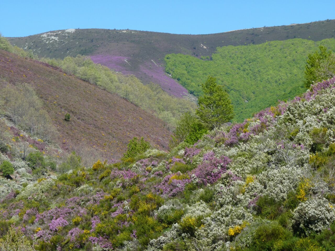 campamentos_de_verano_en_burgos_naturaleza-y-montana-barbadillo-sierra-la-demanda